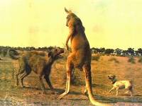 Deerhound in Australia