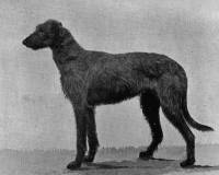 Deerhound 'Newton Spey' Imp into Australia 1895)
