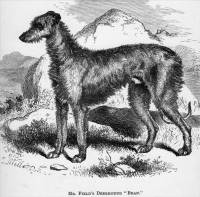 Deerhound 1867