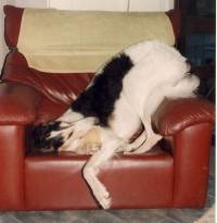 Borzoi