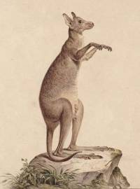 Kangaroo c 1790
