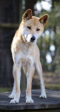 Dingo