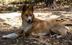 Dingo