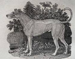 British Hunting Hound c 1789