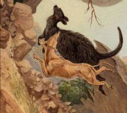 Kangaroo Dog Hunting Wallaroo