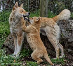 Male Dingo playing with its pup