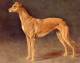 Greyhound Profile