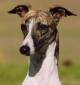 Whippet Molly Head half Front crop