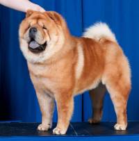 Chow Chow (Smooth)