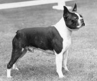 Boston Terrier c 1980