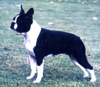 French Bulldog and Boston Terrier » JaneDogs