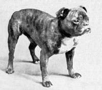 Toy Bulldog c 1900