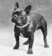 French Bulldog c 1902