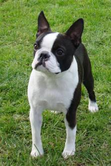 french bulldog cross boston terrier for sale