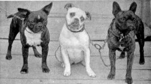 Toy Bulldogs c 1905