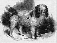 Early Poodle or Barbet c 1846