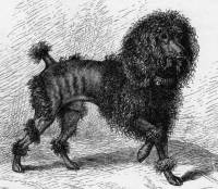 Poodle - curly c 1876