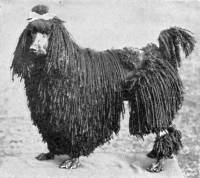 Poodle - corded c 1907