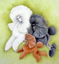 Different Colours and Sizes of Poodles