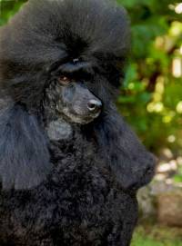 Poodle (Mini) Black