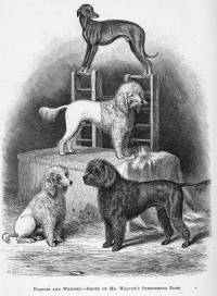 Poodles and Whippet 1876