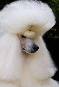 Poodle (Standard) White