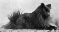 Black Wolfsspitz c 1920