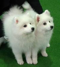 Japanese Spitz pups