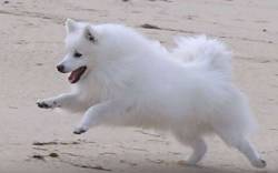 The Japanese Spitz Today