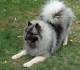 Keeshond in play mode