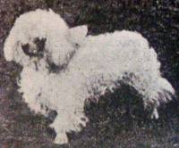 Miniature Poodle 1910