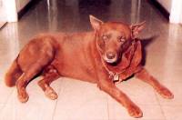 Red Dog - the actual dog