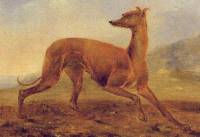 Kangaroo Dog c 1853