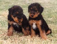 Airedale Terrier pups