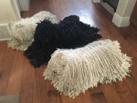 Corded Coat (Hungarian Puli)