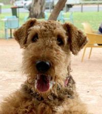 Untrimmed Airedale
