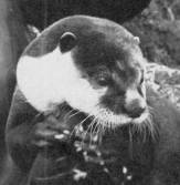 Otter Head Profile