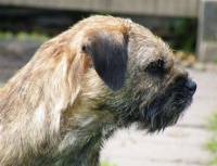 Border Terrier