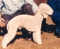 Bedlington Terrier (Liver)