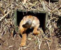 Border Terrier entering artificial Earthdog den