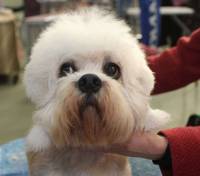 Dandie Dinmont Terrier