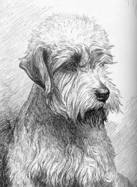 Dandie Dinmont Terrier