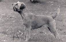 Border Terrier NZ late 1970's