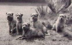 Border Terriers c 1920