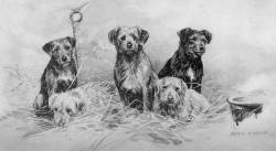 Border Terriers c 1900