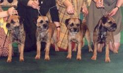 Border Terriers