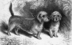 Dandie Dinmonts 1872