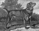 Border Fox Terrier 1806
