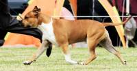 Amercan Staffordshire Terrier