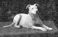 Bull Terrier c 1912